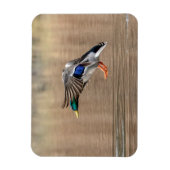 Mallard Duck im Flug Magnet (Vertikal)
