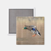 Mallard Duck im Flug Magnet (Vorderseite/Rückseite)