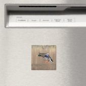 Mallard Duck im Flug Magnet (In Situ (Geschirrspüler))