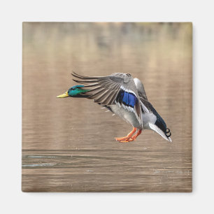 Mallard Duck im Flug Magnet