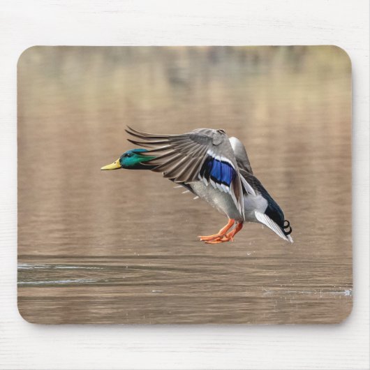 Mallard Duck im Flug Mousepad (Vorne)