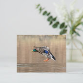 Mallard Duck im Flug Postkarte (Stehend Vorderseite)