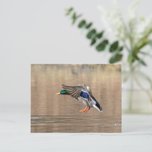 Mallard Duck im Flug Postkarte (Stehend Vorderseite)