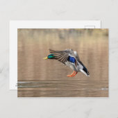 Mallard Duck im Flug Postkarte (Vorne/Hinten)