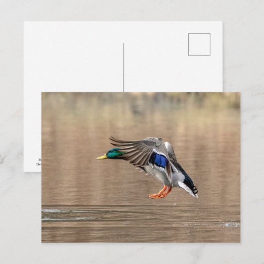 Mallard Duck im Flug Postkarte (Vorne/Hinten)