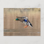 Mallard Duck im Flug Postkarte (Vorderseite)