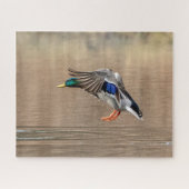 Mallard Duck im Flug Puzzle (Horizontal)