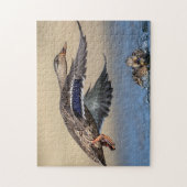Mallard Duck im Hudson Valle Puzzle (Vertikal)
