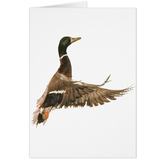 Mallard Duck in Flight (Vorne)