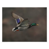 Mallard Duck in Flight - 1 Fotodruck (Vorne)