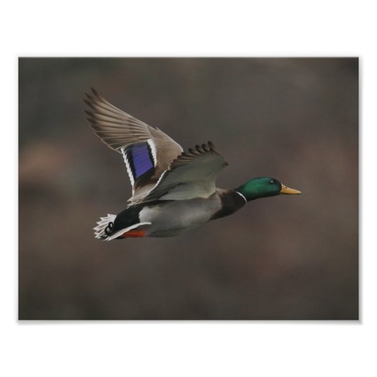 Mallard Duck in Flight - 1 Fotodruck (Vorne)