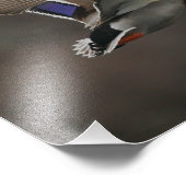 Mallard Duck in Flight - 1 Fotodruck (Ecke)