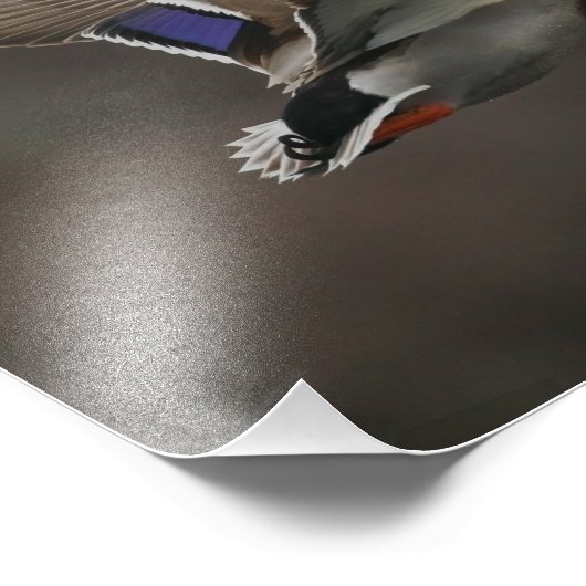 Mallard Duck in Flight - 1 Fotodruck (Ecke)