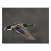 Mallard Duck in Flight - 2 Fotodruck (Vorne)