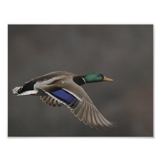 Mallard Duck in Flight - 2 Fotodruck (Vorne)