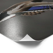 Mallard Duck in Flight - 2 Fotodruck (Ecke)