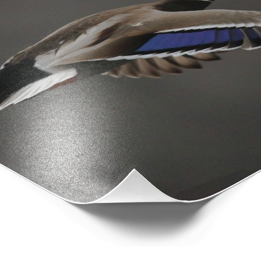 Mallard Duck in Flight - 2 Fotodruck (Ecke)