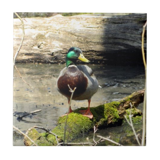 Mallard Duck in Holz dekorative Tile Fliese (Vorderseite)