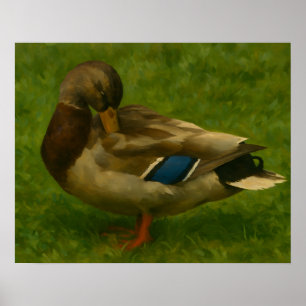 Mallard Duck in Meadow Light Poster