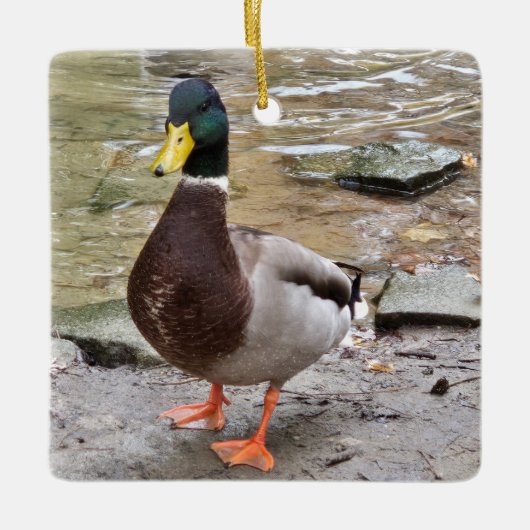 Mallard Duck Keramikornament (Vorderseite)