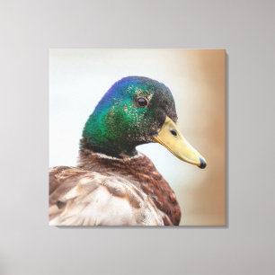 Mallard Duck Leinwanddruck