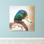 Mallard Duck Leinwanddruck (Insitu (Holzboden))
