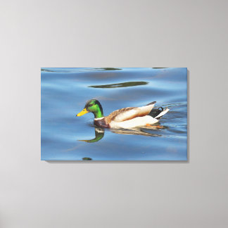Mallard Duck Leinwanddruck