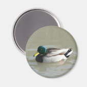 ‚Mallard Duck‘ Magnet (Vorderseite/Rückseite)