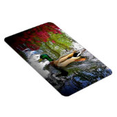 Mallard Duck Magnet (Rechte Seite)