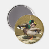 Mallard Duck Magnet (Vorderseite/Rückseite)