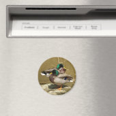 Mallard Duck Magnet (In Situ (Geschirrspüler))