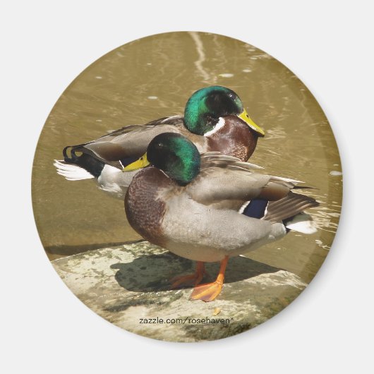 Mallard Duck Magnet (Vorne)