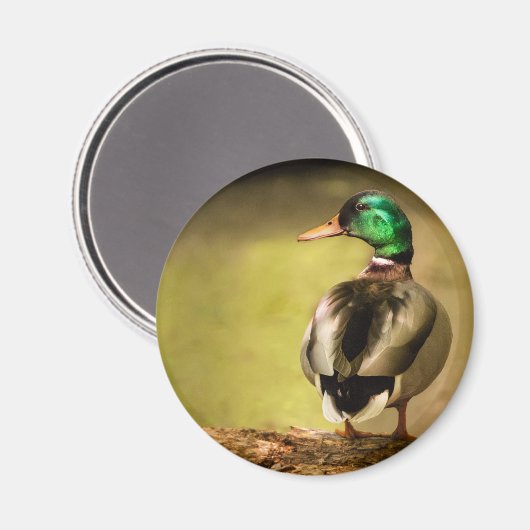 Mallard Duck Magnet (Vorderseite/Rückseite)