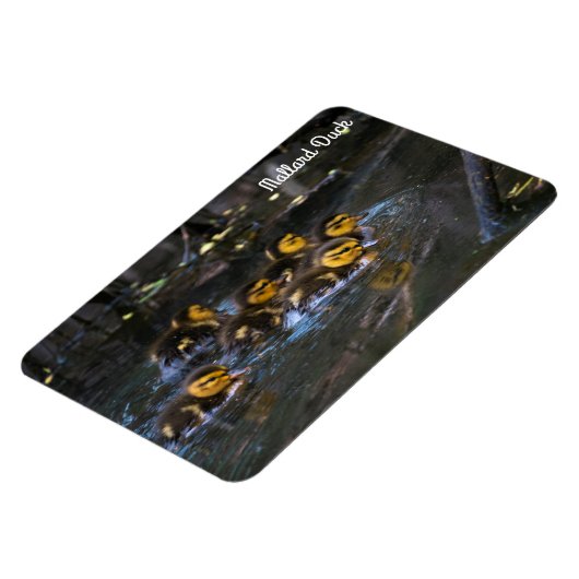Mallard Duck Magnet (Linke Seite)