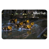 Mallard Duck Magnet (Horizontal)