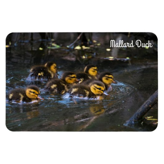 Mallard Duck Magnet (Horizontal)