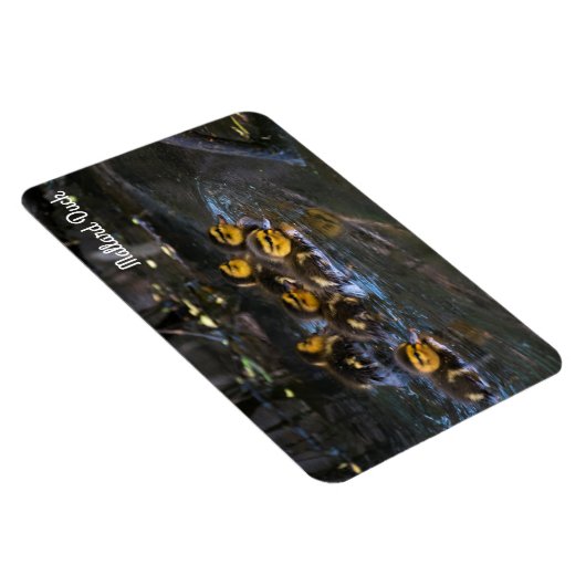 Mallard Duck Magnet (Rechte Seite)