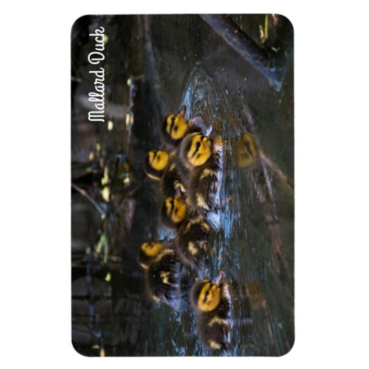 Mallard Duck Magnet (Vertikal)