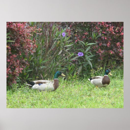 Mallard Duck Male Poster (Vorne)