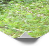 Mallard Duck Male Poster (Ecke)