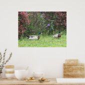 Mallard Duck Male Poster (Küche)