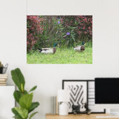 Mallard Duck Male Poster (Heimbüro)