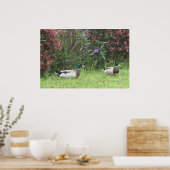 Mallard Duck Male Poster (Küche)