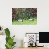 Mallard Duck Male Poster (Heimbüro)