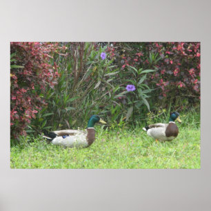 Mallard Duck Male Poster