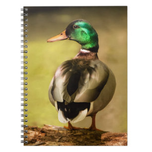 Mallard Duck Notizblock