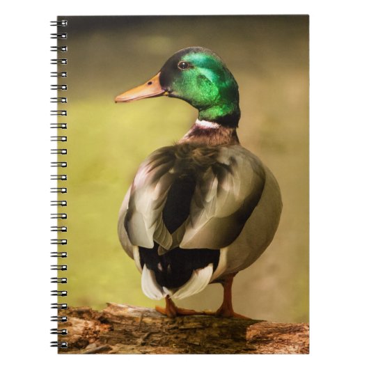 Mallard Duck Notizblock (Vorderseite)