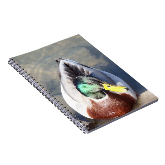 Mallard Duck Notizblock (Rechte Seite)