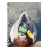 Mallard Duck Notizblock (Vorderseite)