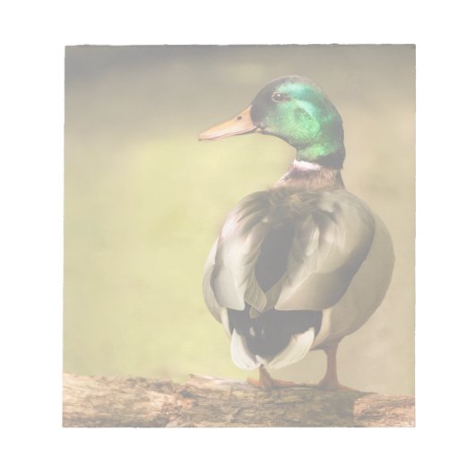 Mallard Duck Notizblock (Vorderseite)